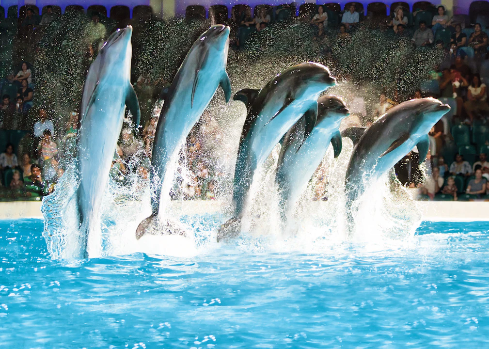 dubai dolphinarium